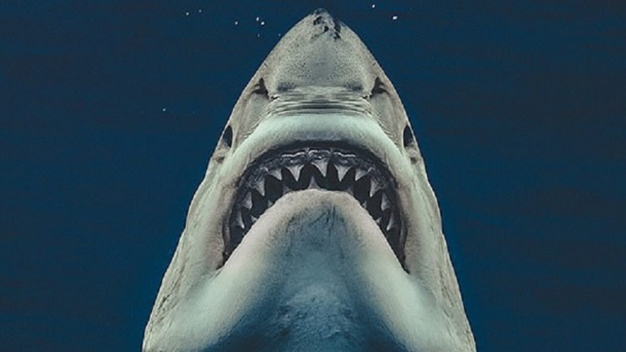 Photographer Catches 17-Foot Great White Re-creating The Jaws Poster