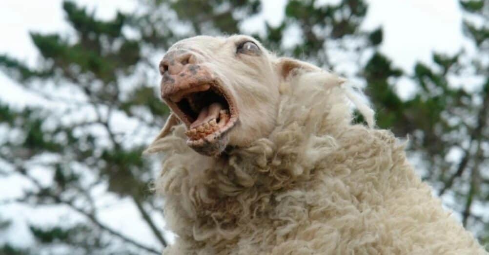 The 2006 New Zealand horror comedy Black Sheep is getting a sequel. The killer, genetically altered sheep are coming back!