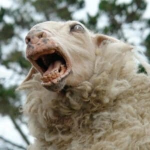 The 2006 New Zealand horror comedy Black Sheep is getting a sequel. The killer, genetically altered sheep are coming back!